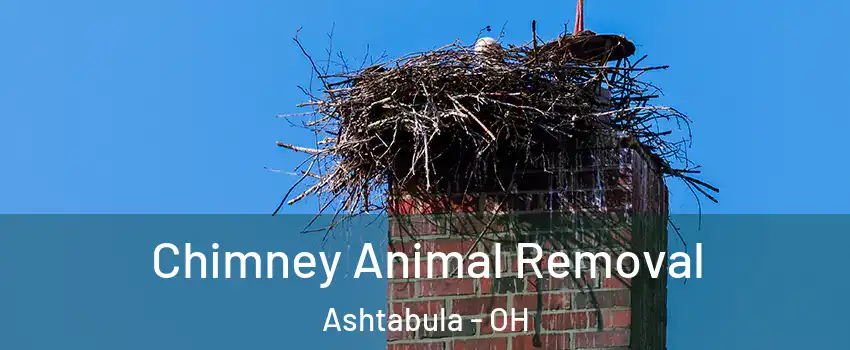  Chimney Animal Removal Ashtabula - OH