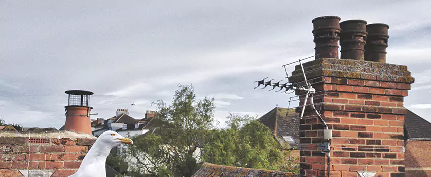 Chimney Cleaning And Restoration in Ashtabula, Ohio